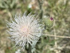 Cirsium mohavense
