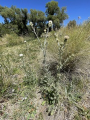 Cirsium mohavense