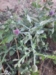 Sphaeranthus senegalensis