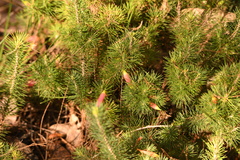 Stenanthera pinifolia