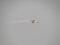 Caiman crocodilus chiapasius