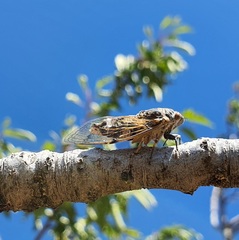 Cicadatra platyptera