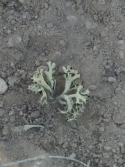 Xanthoparmelia chlorochroa