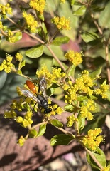 Cylindromyia bicolor
