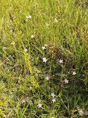 Sabatia campanulata