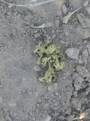 Xanthoparmelia chlorochroa