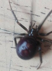 Steatoda
