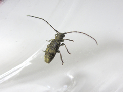 Exocentrus guttulatus