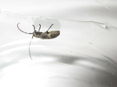 Exocentrus guttulatus