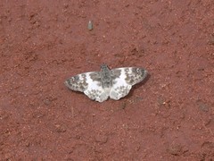 Polyctor polyctor