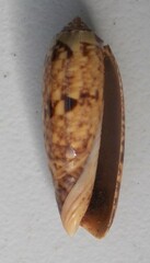 Oliva miniacea