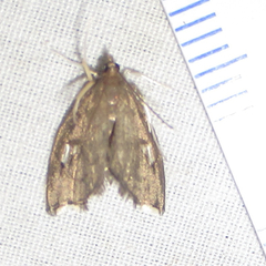 Perispasta caeculalis