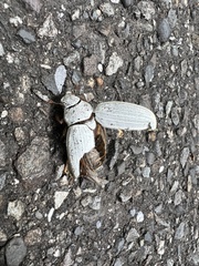 Cyphochilus crataceus