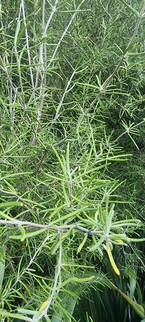 Olearia lineata in July 2022 by Tama te ngarutoa · iNaturalist