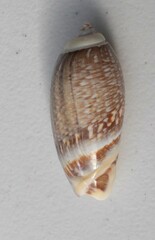 Agaronia gibbosa