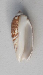 Agaronia gibbosa