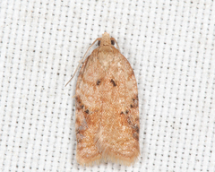 Acleris stadiana