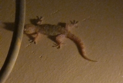 Hemidactylus turcicus