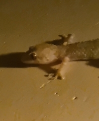 Hemidactylus turcicus