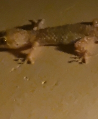 Hemidactylus turcicus