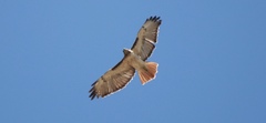 Buteo jamaicensis
