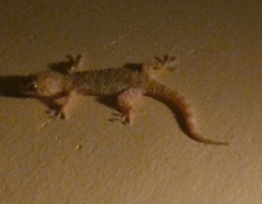 Hemidactylus turcicus