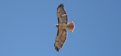 Buteo jamaicensis