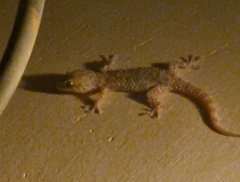 Hemidactylus turcicus