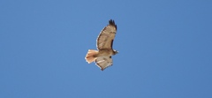 Buteo jamaicensis