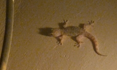Hemidactylus turcicus