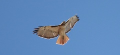 Buteo jamaicensis
