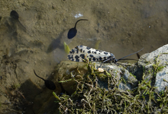 Semblis phalaenoides