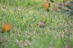 Sporophila telasco