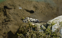 Semblis phalaenoides