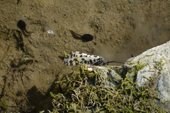 Semblis phalaenoides