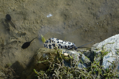 Semblis phalaenoides