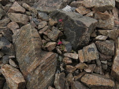 Saxifraga cernua