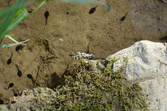 Semblis phalaenoides