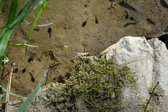 Semblis phalaenoides