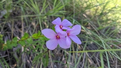 Rhexia petiolata