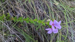 Rhexia petiolata