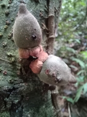 Diospyros cauliflora