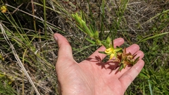 Ludwigia hirtella