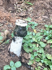 Itajahya galericulata