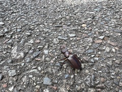 Lucanus datunensis