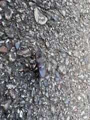 Lucanus datunensis