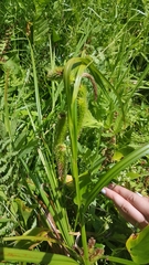 Carex comosa