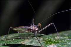 Heza leucothorax