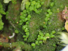 Coccomyxa