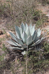 Agave flexispina